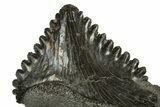 Bizarre Shark (Edestus) Jaw Section with Tooth - Carboniferous #312515-3